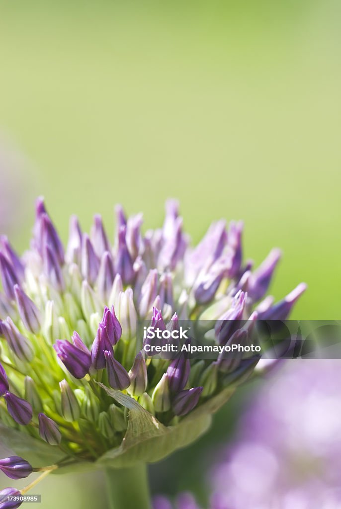 Allium'Globemaster'cebolla decorativa-I - Foto de stock de Aire libre libre de derechos