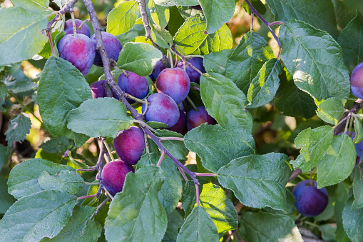 ripe plums on a tree