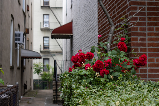 A closeup of a beautiful red rose bush along an empty residential alley with old neighborhood homes and residential buildings in Astoria Queens of New York City