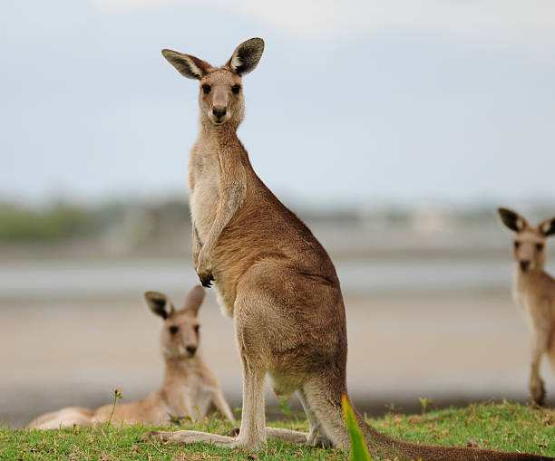 Kangaroos "Three kangaroos near the beach in Toorbul in Queensland, Australia" kangaroo stock pictures, royalty-free photos & images