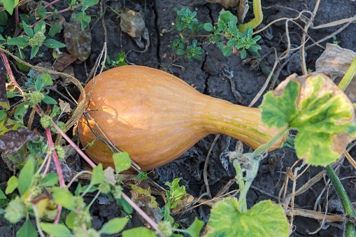 Butternut squash covered with morning dew lies among the stems on a field, top view on a background of the soil