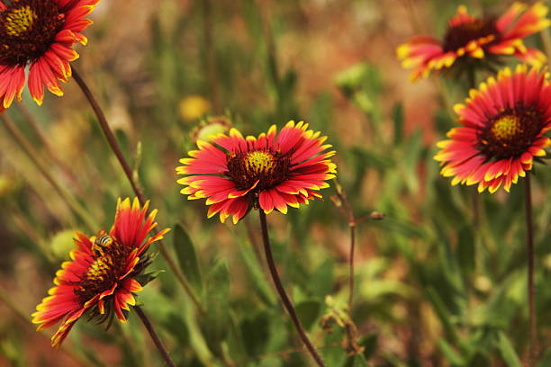 Gaillardia aristata red and yellow Blanket Flower in sunflower family Asteraceae.  A hardy perennial blooming in direct sun introducing vibrant color to a garden.