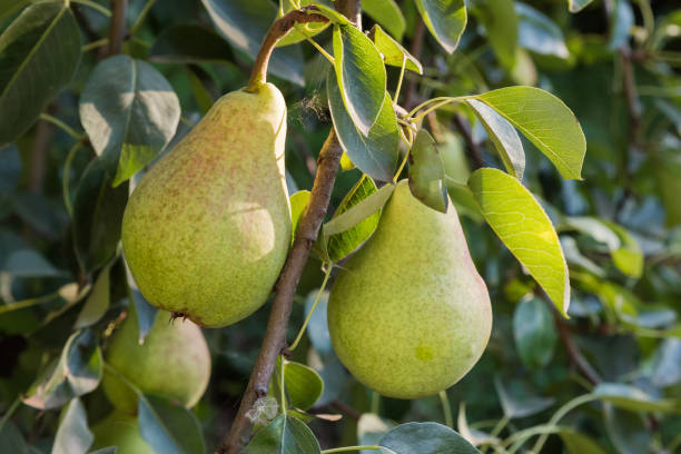 istock Ripe pears on a branch in an orchard in evening 1739093046