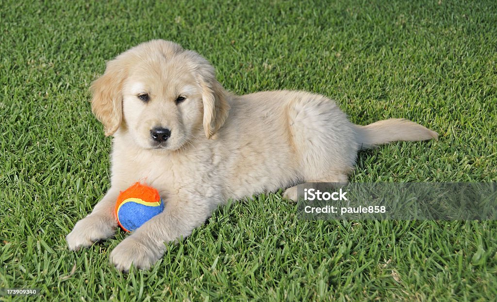 Golden Retriever cachorro - Foto de stock de Juguete para perros libre de derechos
