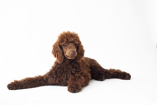 Brown poodle, studio shot, white background.