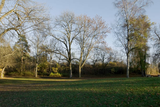 istock Park with green lawn and old deciduous treesin fall. 173909603