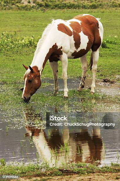Paint Horse Mare Drinking Reflection Stock Photo - Download Image Now - Animal, Animal Back, Animal Behavior