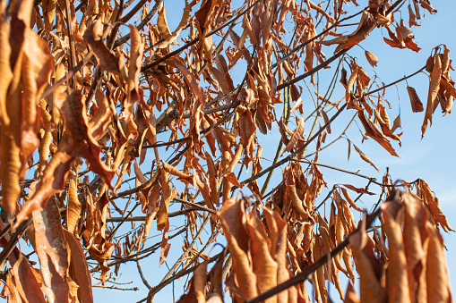 El Nino's effect makes trees and leaves dry