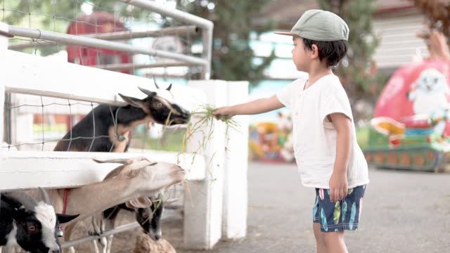 Boy feeding little goats in mini zoo. Happy child petting animals on summer day. Excited and happy boy on family weekend, children activity in summer