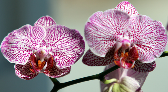 Orchid Flowers