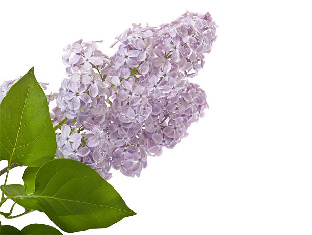 istock Cluster of Lilacs 173909970