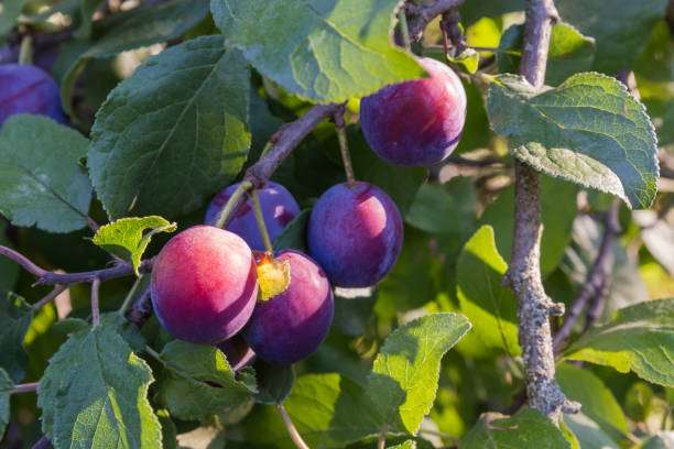istock Ripe plums on branches covered with dew in morning light 1739100426