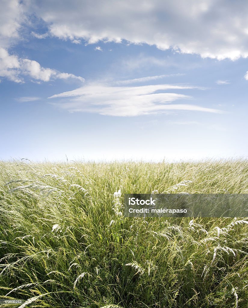 Campo di fieno - Foto stock royalty-free di Agricoltura