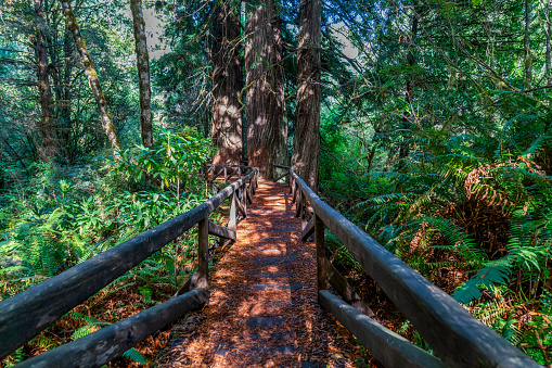 A wooden walkway below giant redwood trees in Northern California.