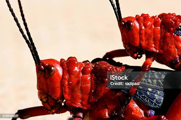 Photo libre de droit de Locusts Rouge banque d'images et plus d'images libres de droit de Criquet migrateur - Criquet migrateur, Accouplement animal, Comportement animal