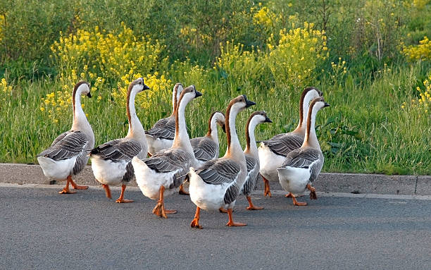 istock Geese crossing a street 173910485