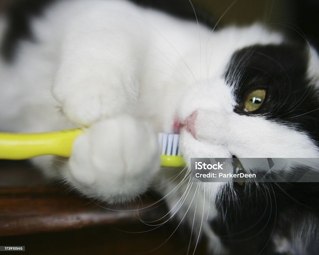 Micio Spazzolare i denti con spazzolino da denti giallo - Foto stock royalty-free di Gatto domestico