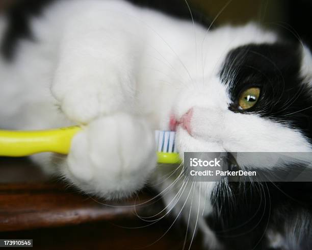 Micio Spazzolare I Denti Con Spazzolino Da Denti Giallo - Fotografie stock e altre immagini di Gatto domestico