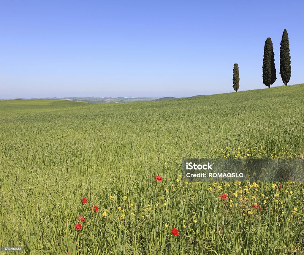 Val d'Orcia primavera campo e cypresses, Toscana, Italia - Foto stock royalty-free di Punto di fuga