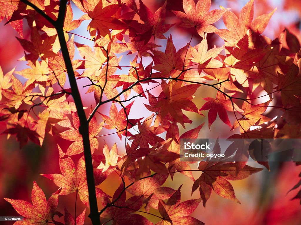 Colores otoñales - Foto de stock de Abstracto libre de derechos