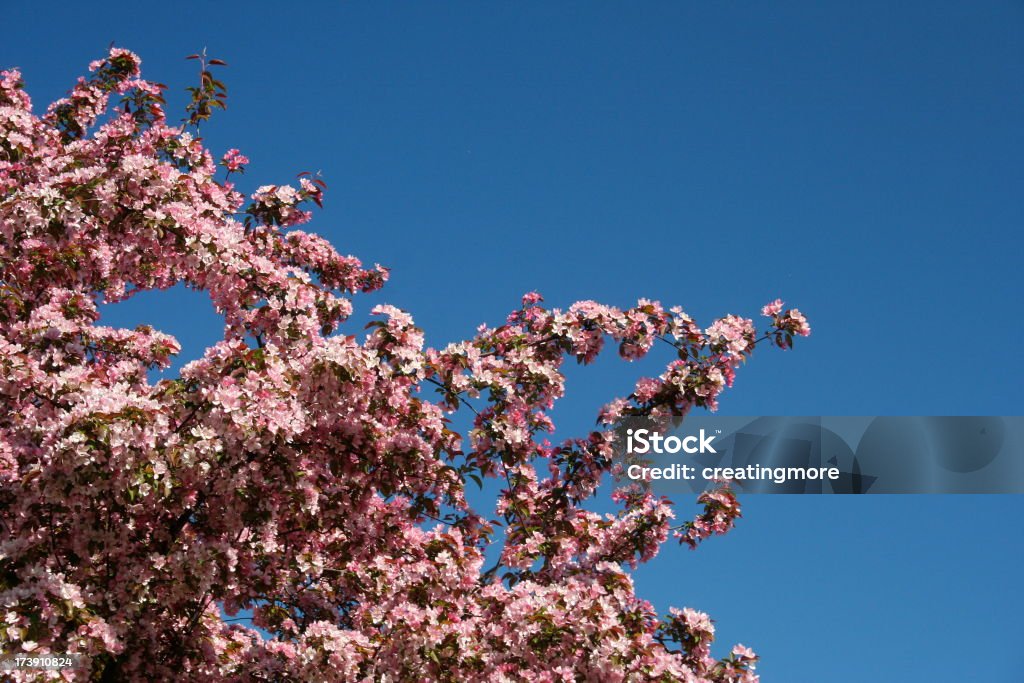 Blossom of Cherry Tree A cherry tree blossom on a clear spring day. Beauty Stock Photo