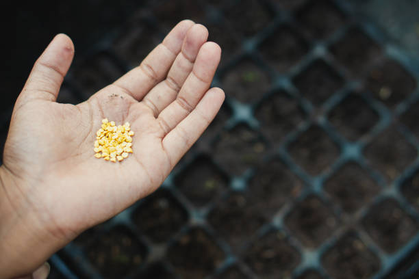 Farmer starting seeds in a greenhouse