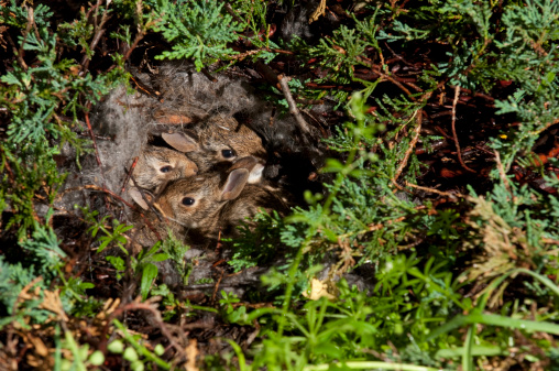 A nest of wild bunnies snuggled in the bushes.