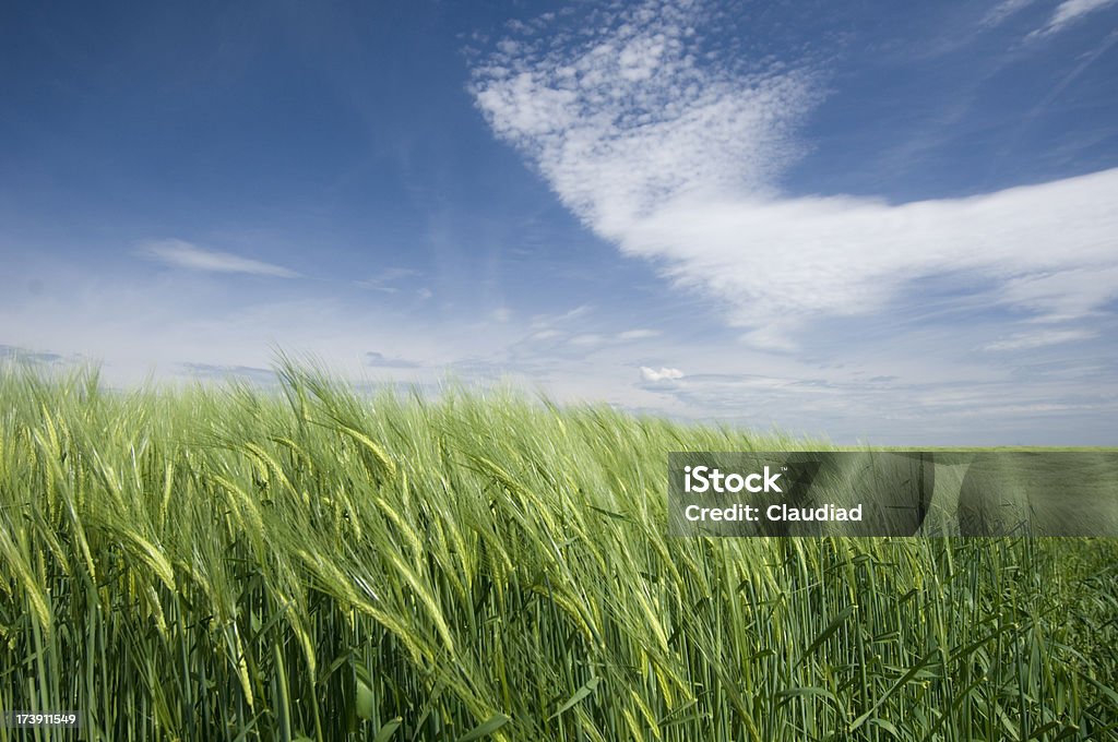 Champs de blé et ciel - Photo de Vent libre de droits