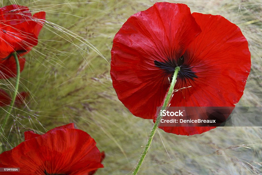 Der rote Mohn - Lizenzfrei Blume Stock-Foto