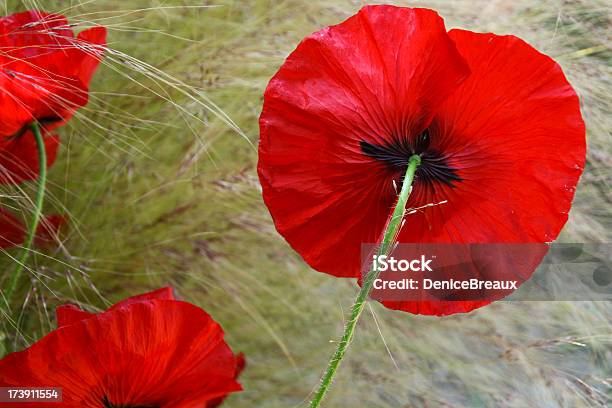 Der Rote Mohn Stockfoto und mehr Bilder von Blume - Blume, Blütenblatt, Fotografie