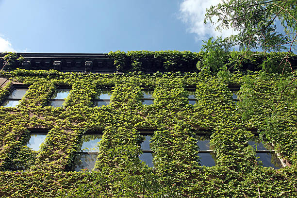 istock House Covered In Ivy 173911656