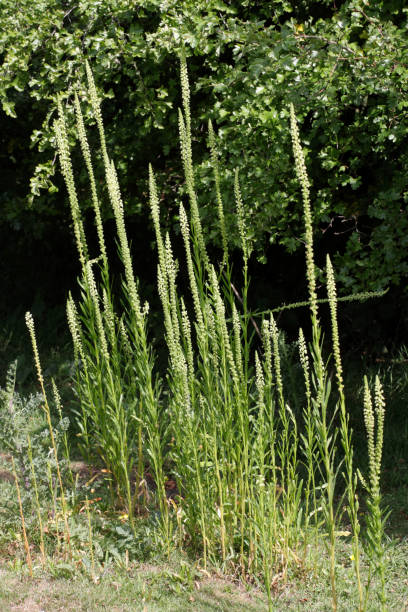 istock Weld Reseda luteola is saffron yellow dye plant 173911717