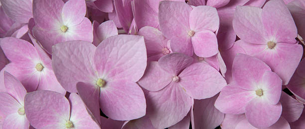 Pink Hydrangea Floral Background stock photo