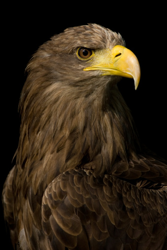 bald eagle closeup flying art portrait bird ornithology animal saarland