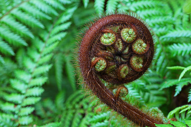 istock New fern (koru) frond (XXXL) 173911998