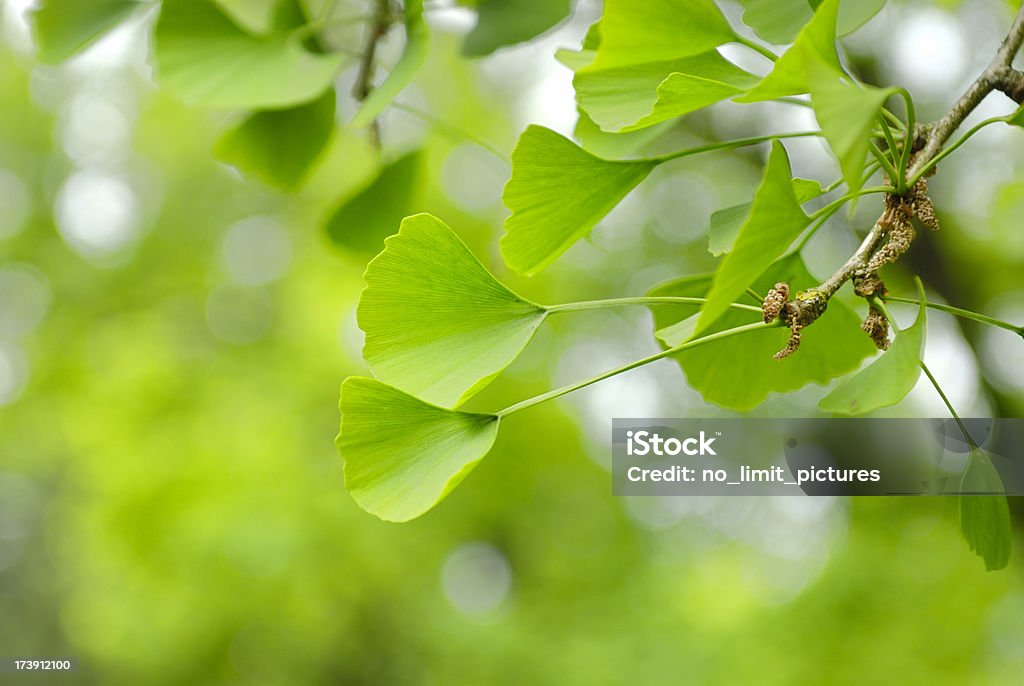 Ginko 잎 - 로열티 프리 동종 요법 의학 스톡 사진