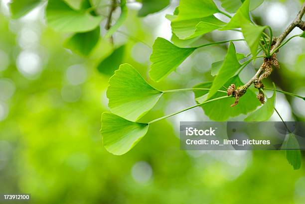 Ginko 잎 동종 요법 의학에 대한 스톡 사진 및 기타 이미지 - 동종 요법 의학, 약, 0명