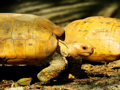 Yellow-headed or Elongated Tortoise (Indotestudo elongata). Elongated Tortoise Found in Southeast Asia.