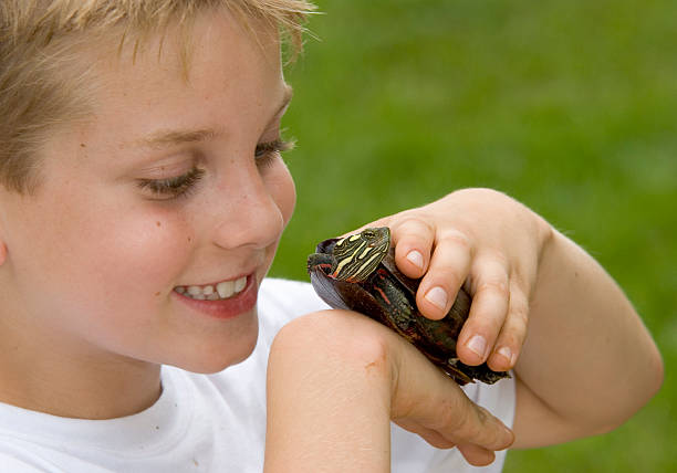 istock Smiling Boy Holding & Looking At A Painted Turtle 173912203
