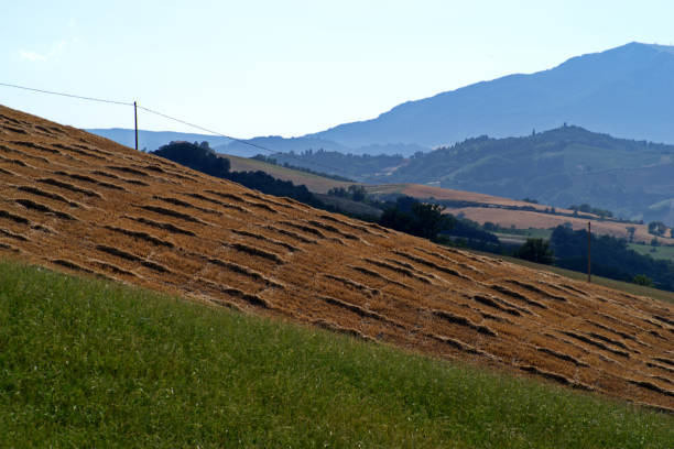 view of the field on the hill against the sky and Monte Carpegna