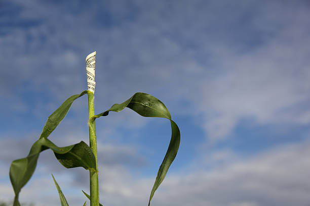 Dollar Reaches To The Sky - Economy Finance Concept stock photo