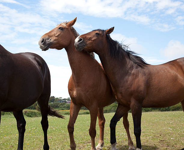 istock horses plagued by flies 173912389