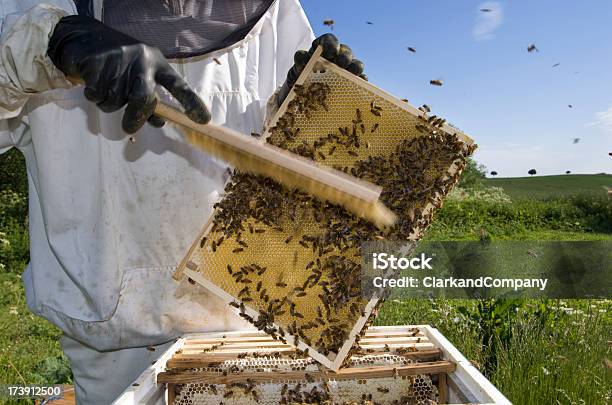 Пчеловод На Работе — стоковые фотографии и другие картинки Воск - Воск, Горизонтальный, Держать