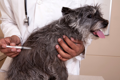 Dog getting her vaccination shot.Other