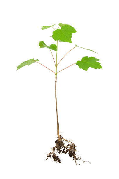 istock Sugar maple cut out with roots on white background 173912736