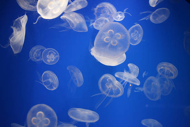 istock Group of jellyfish floating through the water 173912793
