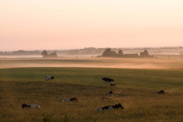 istock cows waiting for new day in misty field 173912854