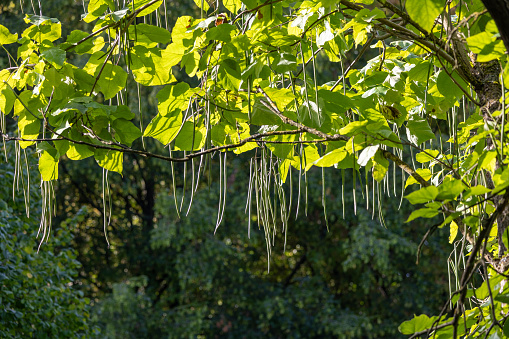 Indian bean tree growing in the forest. Branches and leaves of tree in the park. Leaves of Catalpa bignonioides in summer. Cigartree.