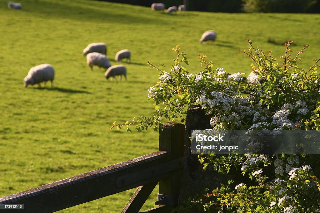 Brama, kwitnące Hawthorn, owiec, Peak District, Castleton - Zbiór zdjęć royalty-free (Anglia)