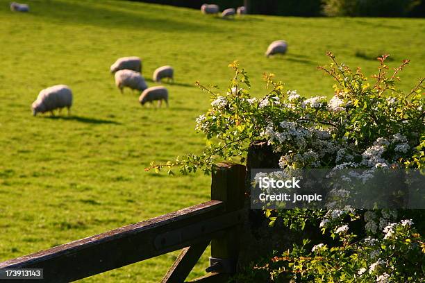 Brama Kwitnące Hawthorn Owiec Peak District Castleton - zdjęcia stockowe i więcej obrazów Anglia